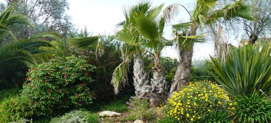 Massifs de plantes dont le sol a été biné